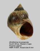 Afrolittorina knysnaensis